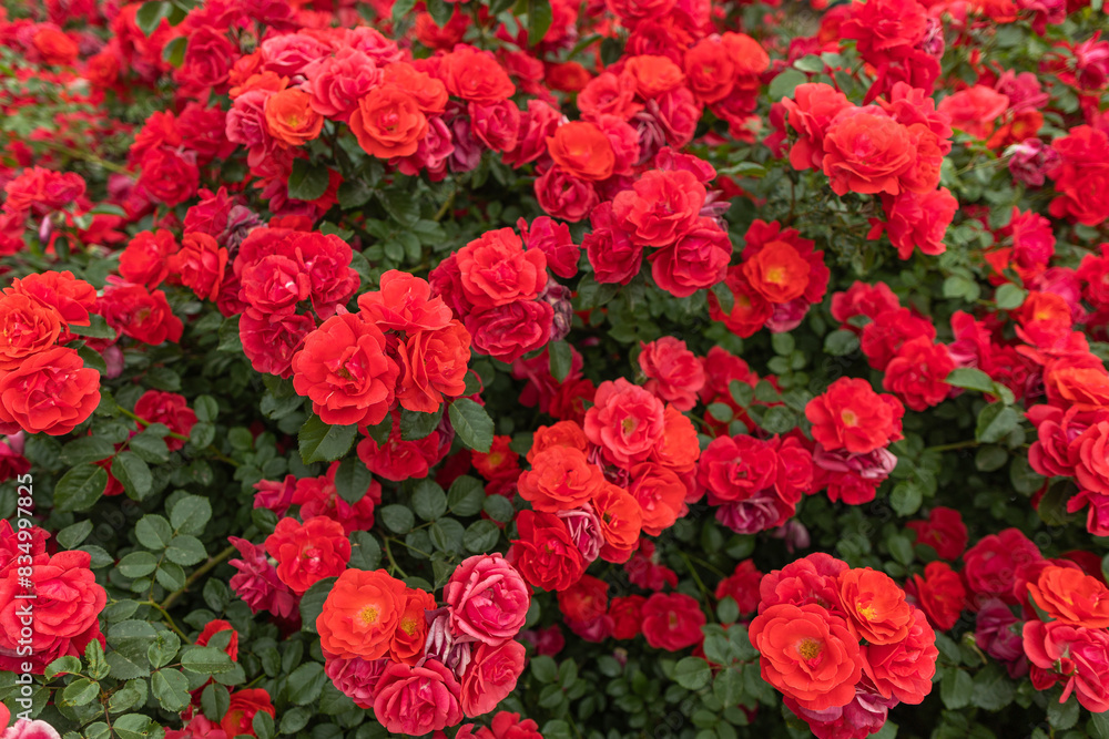 Blooming red roses on the bush as a floral background Blooming red roses on the bush as a floral background