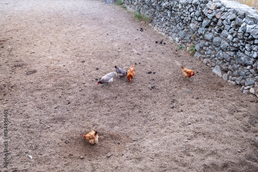 Chickens dig the ground in search of grain or any food, chickens in semi-freedom in a rural farm. Chickens dig the ground in search of grain or any food, chickens in semi-freedom in a rural farm.