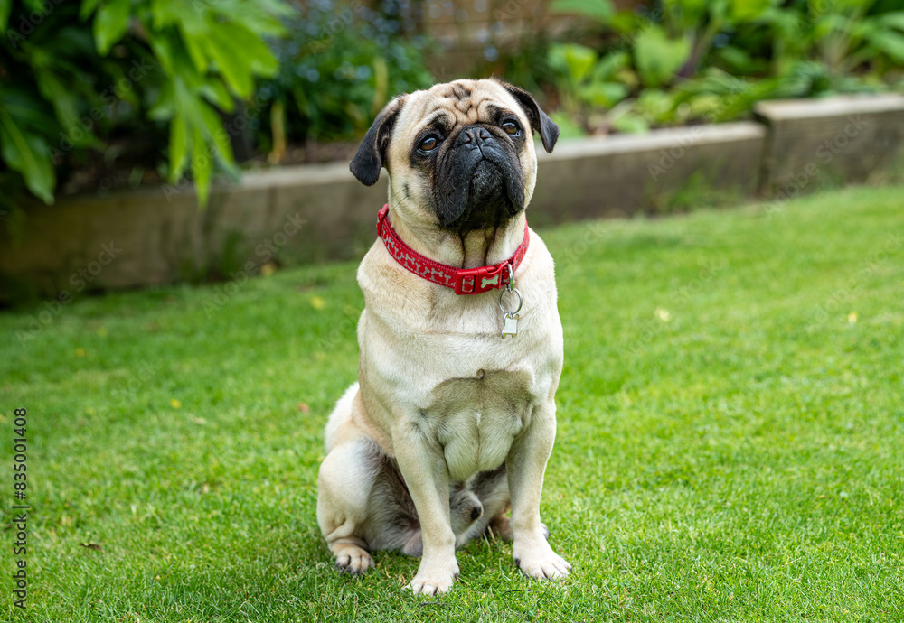 Portrait of a cute pug dog in the garden Portrait of a cute pug dog in the garden