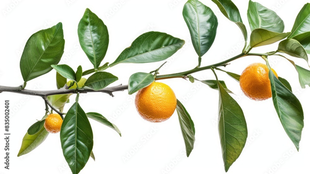 Orange fruit on tree branch with green leaves isolated on white background Orange fruit on tree branch with green leaves isolated on white background