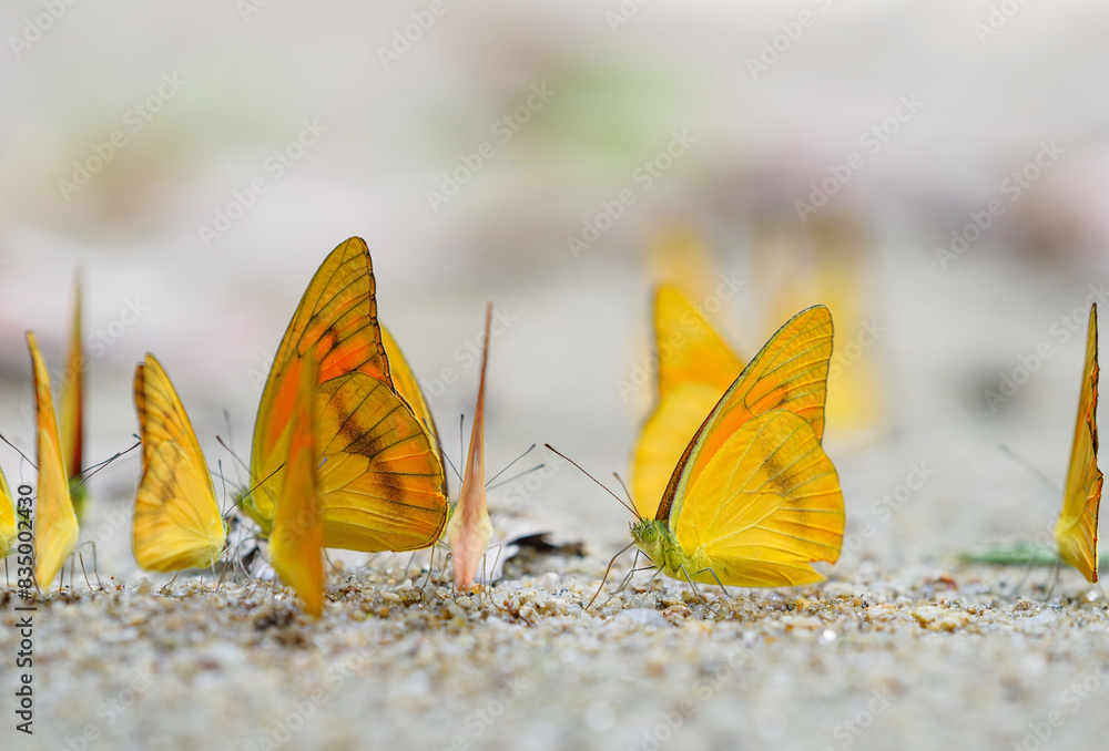 Butterflies eat food on the sand.
Butterflies eat food on the sand.