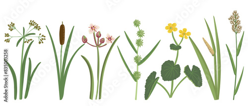 wood club-rush, bulrush, reed, marsh-marigold, vector drawing wild water plants at white background, set of floral elements, hand drawn botanical illustration