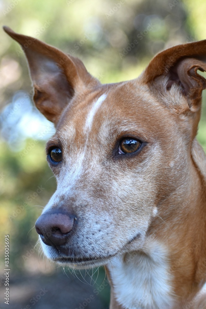 Three-quarter or semi-profile portrait of podenco dog with background blur or bokeh. Three-quarter or semi-profile portrait of podenco dog with background blur or bokeh.