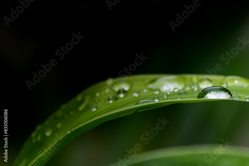 Raindrops on fresh green leaves for background.