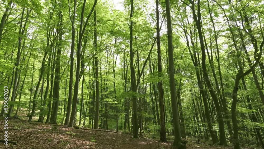 Look up on green trees in spring forest nature Look up on green trees in spring forest nature