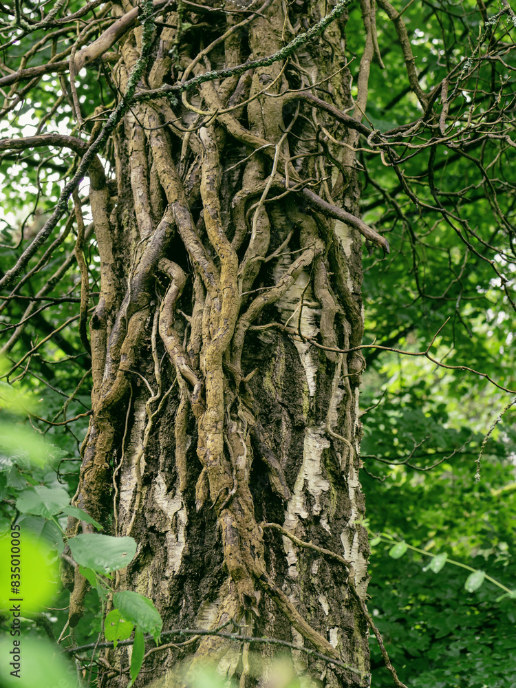 Obraz premium Im Wald Park, starke Birke wird von abgestorbenen starken Efeuwurzeln umschlungen