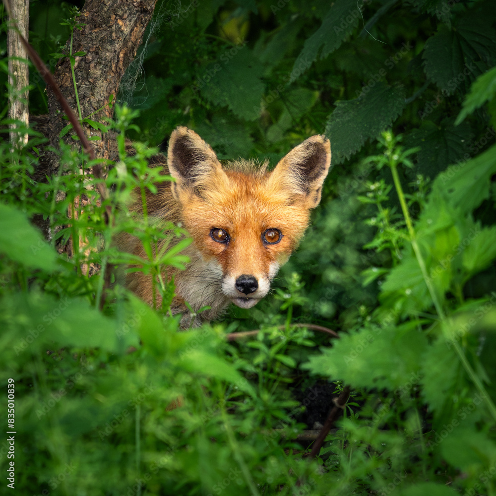 Fototapeta premium red fox in the forest