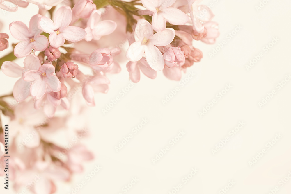 Pale pink lilac blooming fresh flowers half frame and white background place for text macro Pale pink lilac blooming fresh flowers half frame and white background place for text macro
