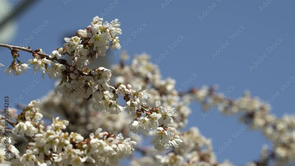 Bees pollinating flowers on a tree on a sunny spring day Bees pollinating flowers on a tree on a sunny spring day