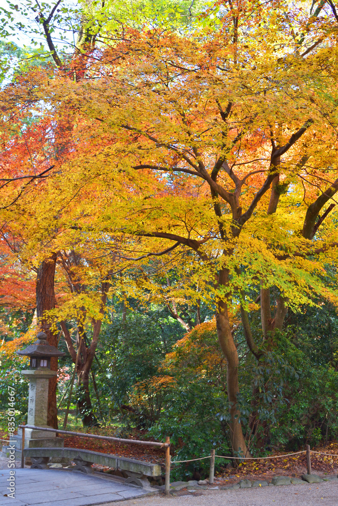 Naklejka premium 下鴨神社の紅葉
