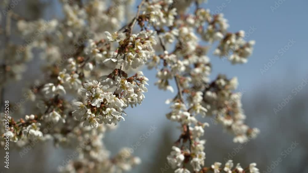 Bees pollinating flowers on the branch of a cherry tree in a garden Bees pollinating flowers on the branch of a cherry tree in a garden