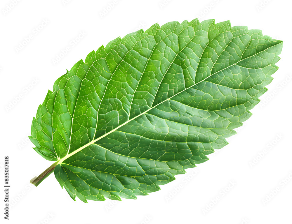 Mint leaf, mint green color, transparent background, png file, 3d illustration Mint leaf, mint green color, transparent background, png file, 3d illustration