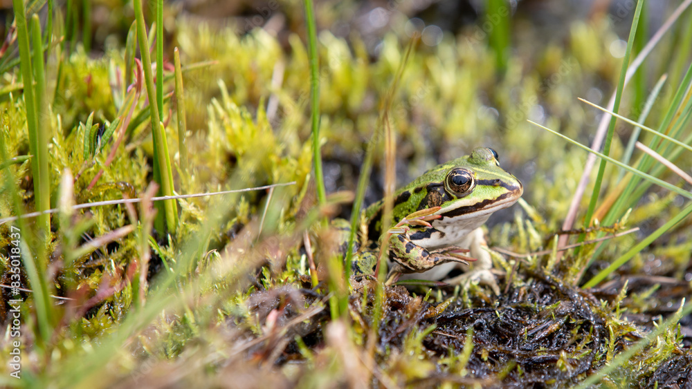 Fototapeta premium Teichfrosch