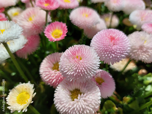 rosy Bellis. Daisies bloom. Flowering plant. Spring flowers