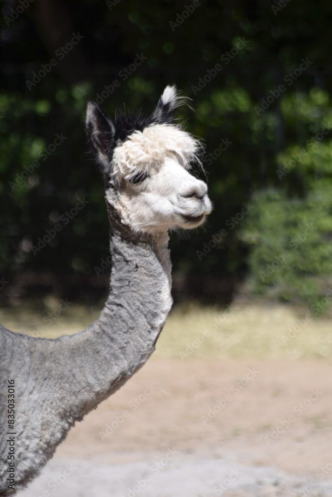 Fototapeta premium Alpaka