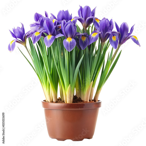 Beautiful purple irises in a brown plant pot. Perfect for home decor, gardening inspiration, and floral designs. © Mickey