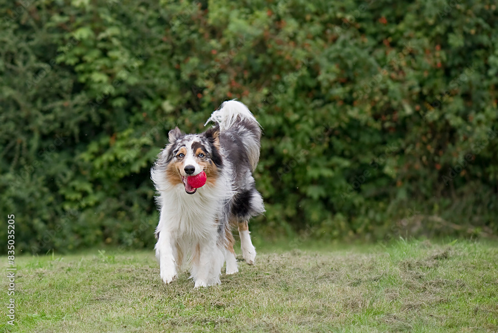 Australian Shepherd beim Ball spielen Australian Shepherd beim Ball spielen
