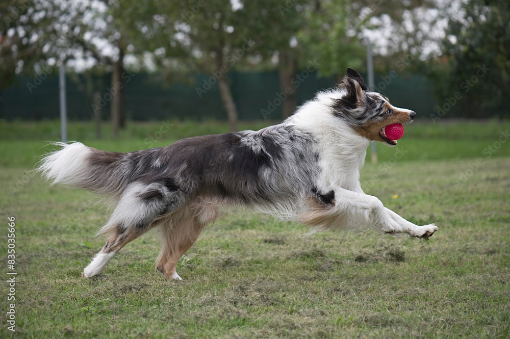 Fototapeta premium Australian Shepherd bringt seinen Ball