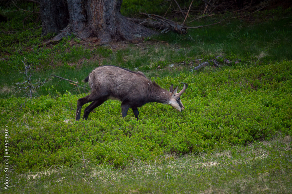 a adult chamois buck, rupicapra rupicapra, in the forest on the mountains at a spring evening a adult chamois buck, rupicapra rupicapra, in the forest on the mountains at a spring evening