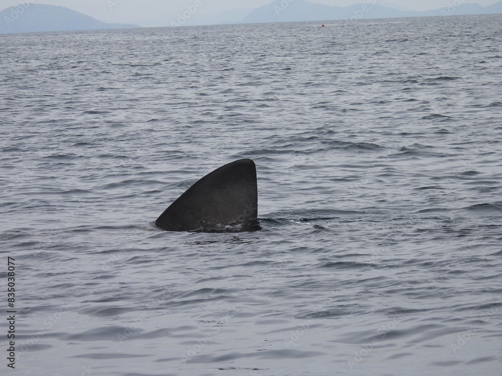 Fototapeta premium Ireland 5