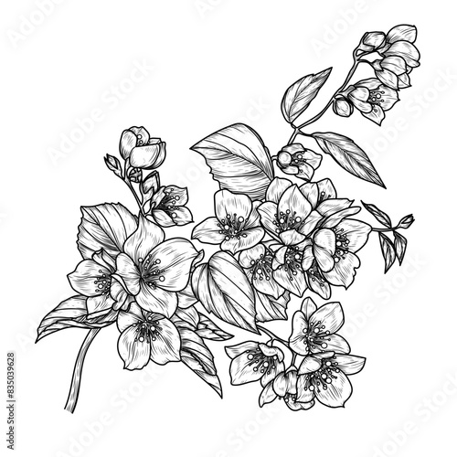 Vector illustration of a branch of blooming jasmine in engraving style