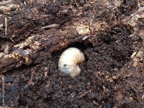 カブトムシの幼虫