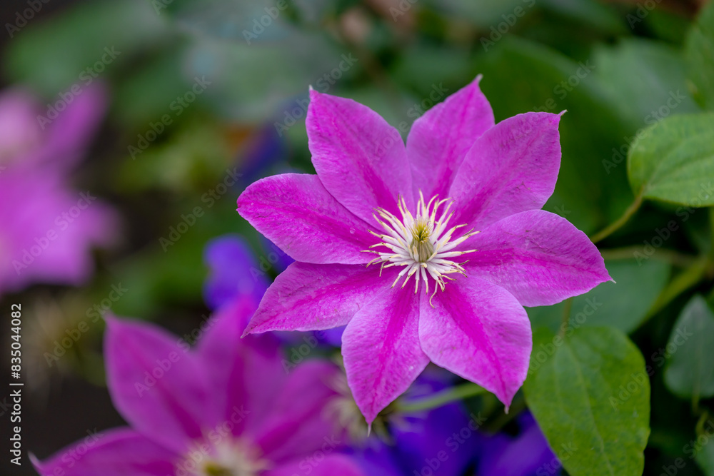 Selective focus purple pink Leather flowers in garden, Clematis is a genus of the buttercup family, Ranunculaceae or Their garden hybrids have been popular among gardeners, Natural floral background. Selective focus purple pink Leather flowers in garden, Clematis is a genus of the buttercup family, Ranunculaceae or Their garden hybrids have been popular among gardeners, Natural floral background.