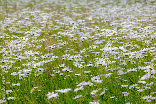 Selective focus of white flowers Leucanthemum maximum in the field, Shasta daisy is a commonly grown flowering herbaceous perennial plant with the classic daisy appearance, Natural floral background. photo