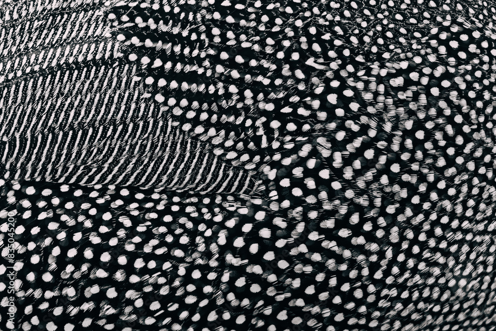 Beautiful black and white texture of feathers. 