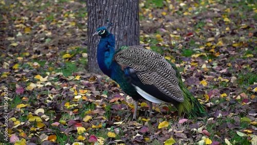 Beautiful peacock stands on the leaves and grass