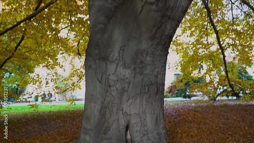 Wonderful view of giant tree branches and leaves in the park in autumn