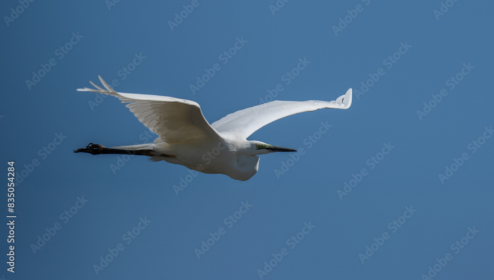 Obraz premium Nahaufnahme eines Silberreiher (Ardea alba) im Flug, Vogel befindet sich im Prachtkleid