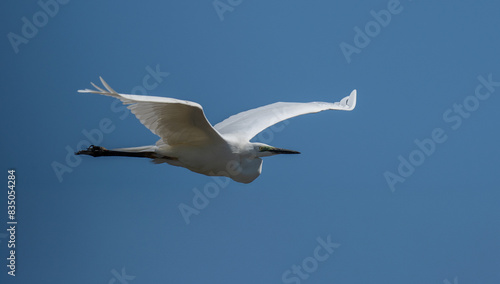 Nahaufnahme eines Silberreiher  Ardea alba  im Flug  Vogel befindet sich im Prachtkleid