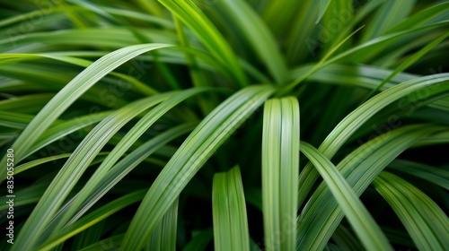 Close-up of vibrant green leaves displaying lush foliage  perfect for nature backgrounds  relaxation themes  or botanical studies.