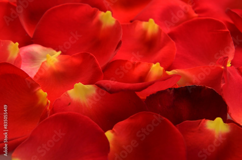 simple bright background of rose petals