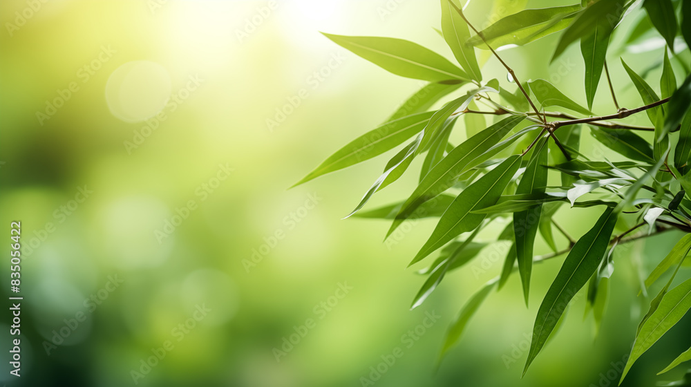 Bamboo leaves. The sun is shining through the leaves. Leaves are green and lush. Bamboo leaves. The sun is shining through the leaves. Leaves are green and lush.