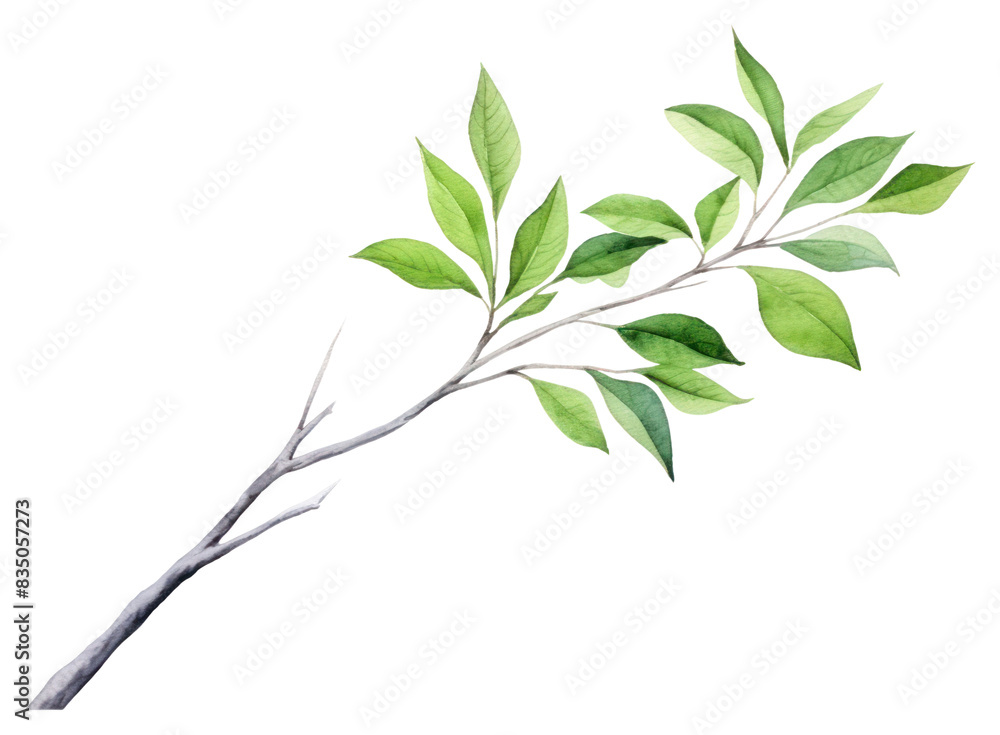 PNG Plant herbs leaf tree PNG Plant herbs leaf tree