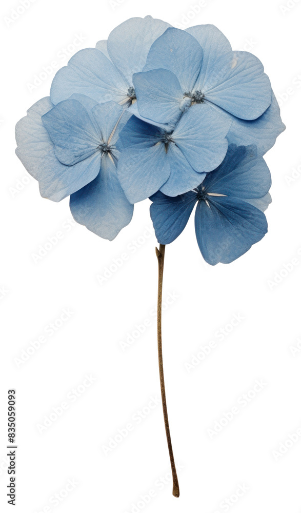 PNG Real Pressed a single minimal blue hydrangea flower plant petal. PNG Real Pressed a single minimal blue hydrangea flower plant petal.