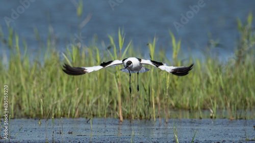 Nahaufnahme eines fliegenden Säbelschnäblers (Recurvirostra avosetta), Vogel fliegt knapp über dem Wasser, im Hintergrund sieht man Schilf, Tier fliegt auf den Fotografen zu photo