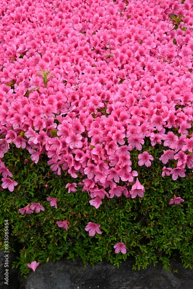 Obraz premium Azalea (Rhododendron) flowers. Ericaceae flowering tree. Flowering season is from April to May.