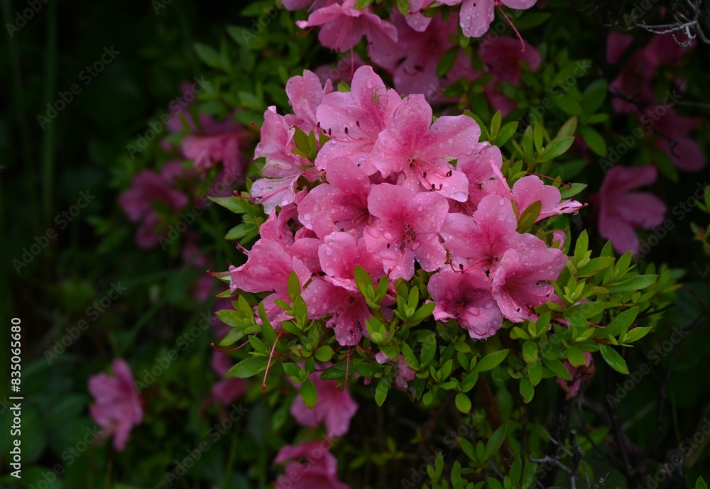 Azalea (Rhododendron) flowers. Ericaceae flowering tree. Flowering season is from April to May. Azalea (Rhododendron) flowers. Ericaceae flowering tree. Flowering season is from April to May.