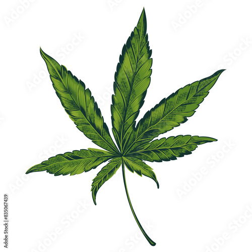 Cannabis vector green hand drawn leaf