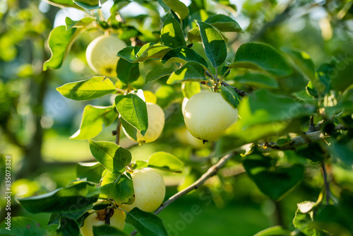 Ripening apples on apple tree branch on warm summer day. Harvesting ripe fruits in an apple orchard. Growing own fruits and vegetables in a homestead.