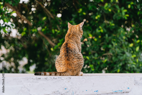 Photo of an offended cat on the street.