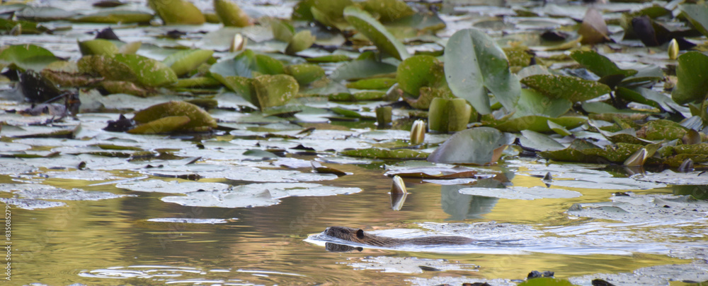 Bisamratte im See Bisamratte im See