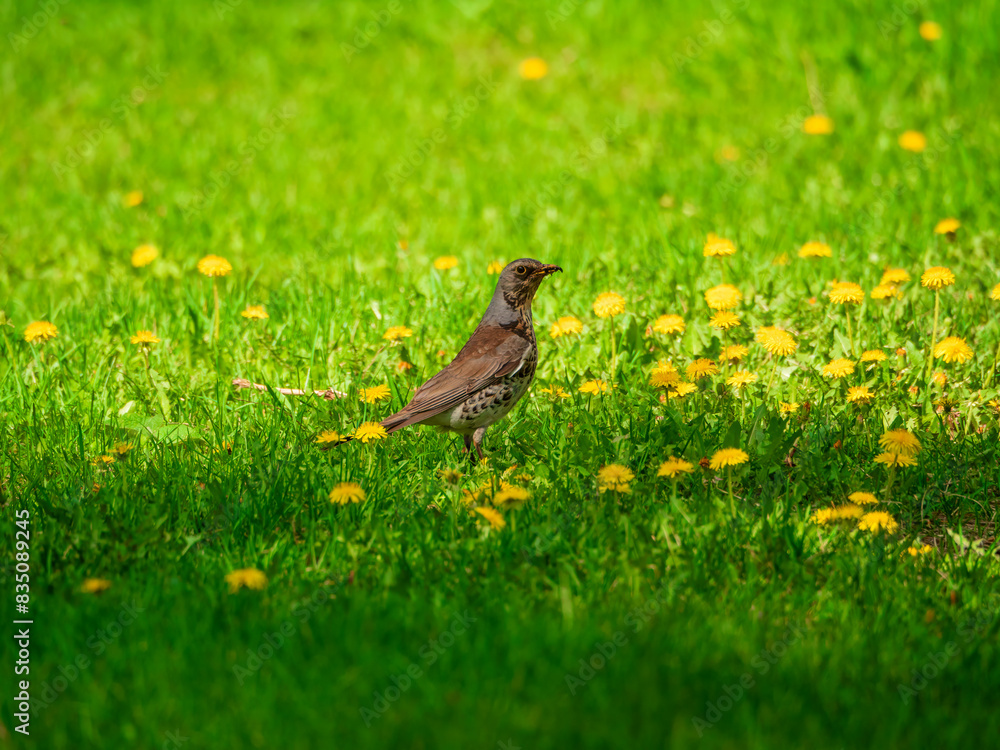 Fototapeta premium Fieldfare standing in the grassy meadow. Snowbird. Profile portrait. Close-up
