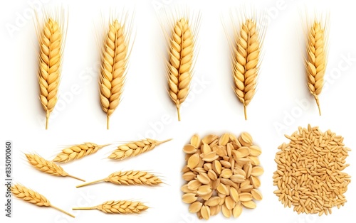 A group of wheat ears on a white background