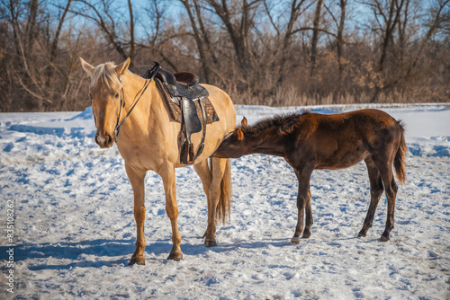 A red horse in harness with a bay foal. The foal sucks milk.
