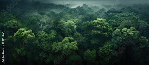 In summer  a dark green lush forest with dense tree canopies is captured in an aerial view  providing a copy space image.
