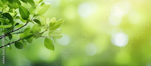 Blurred green natural background with bokeh green leaves and copy space image.